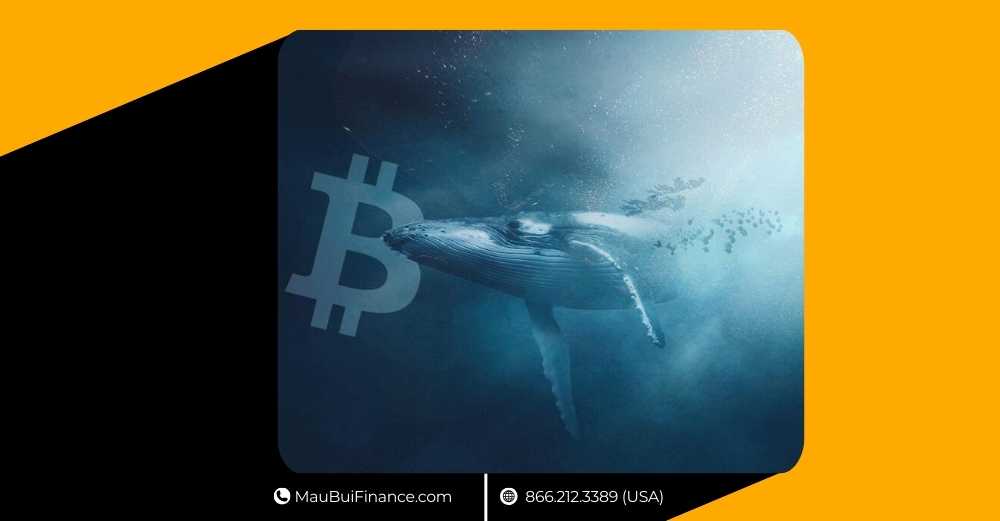 Whale Bán Sạch BTC, ETHZilla Đặt Cược 400 Triệu Đô, MEXC Gặp Sóng Gió & Cú Rút 1.4 Tỷ Đô Gây Chấn Động ETPs